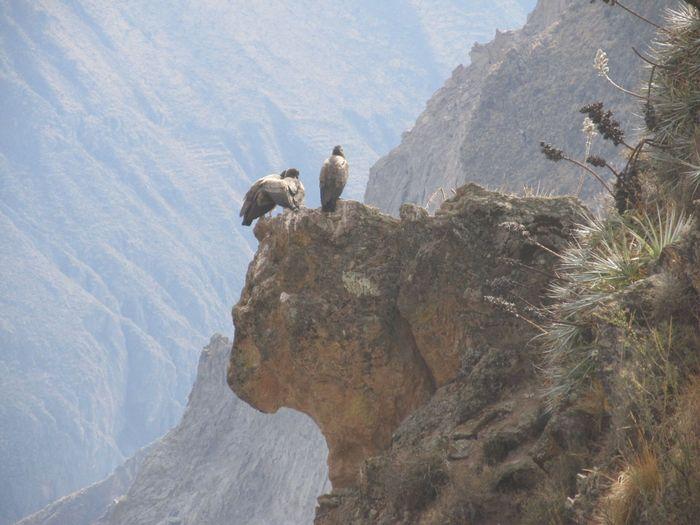 Junge Kondore am Rande der mäc