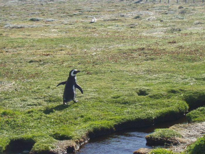 Pinguin fluchtet vor den Turisten.