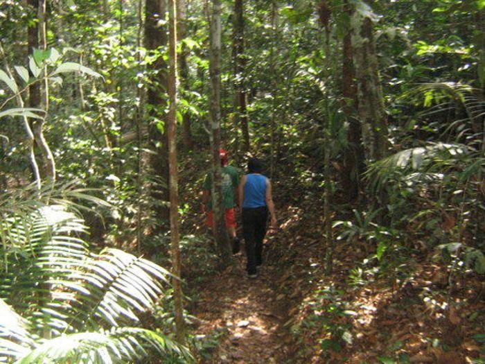 Wanderung im Dschungel