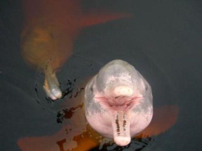 Die rosa Flussdelfine