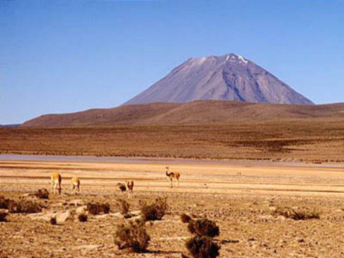 Vicuñas und der Vulkan Misti