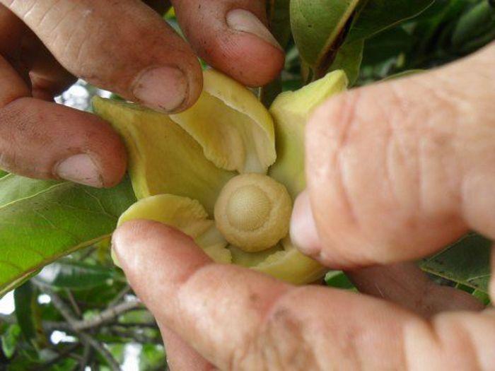 Guanabana-Blüte mit Babyfrucht