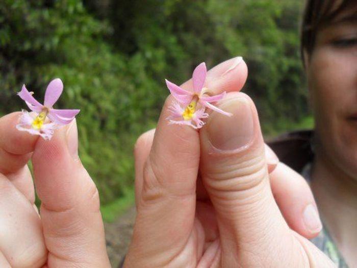 Kolumbien - Land der Orchideen