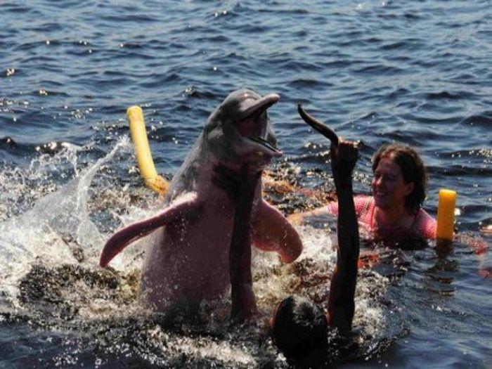 Schwimmen mit den Amazonas Delphinen