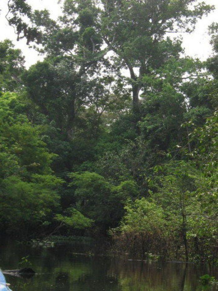 Amazonas-Vegetation