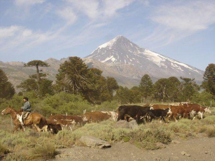 Gaucho, Rinder und Araukarien vor dem Vulkan Lanín