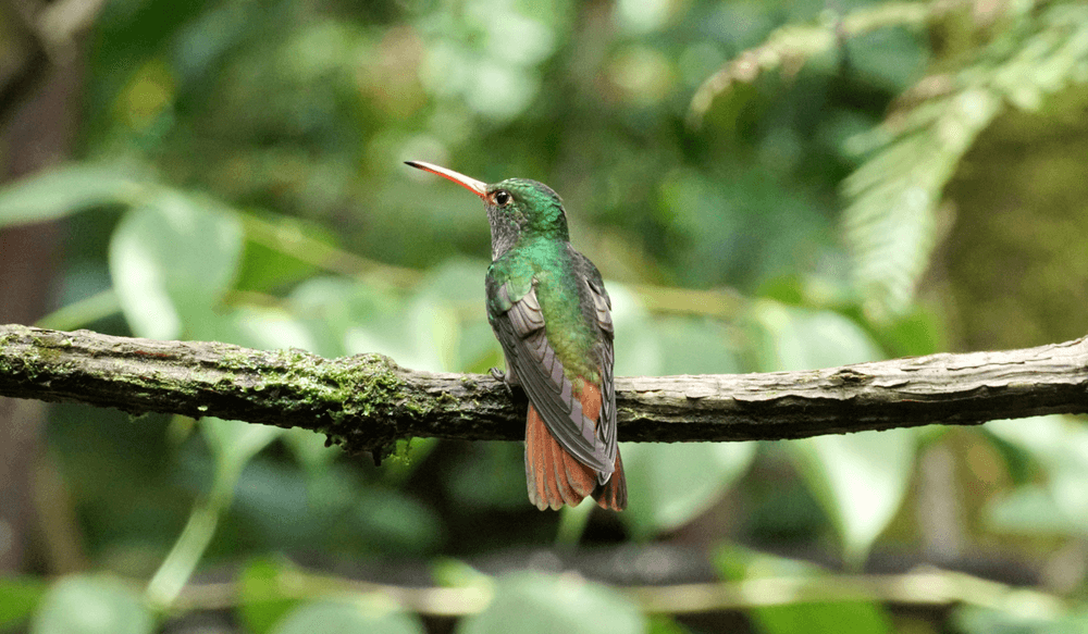 Kolibri Ecuador