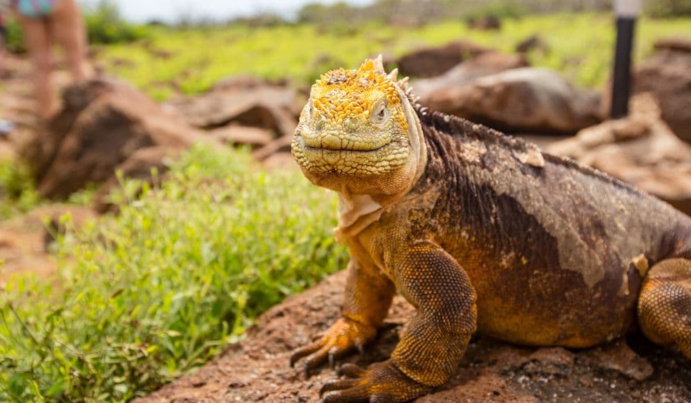Galapagos Echse