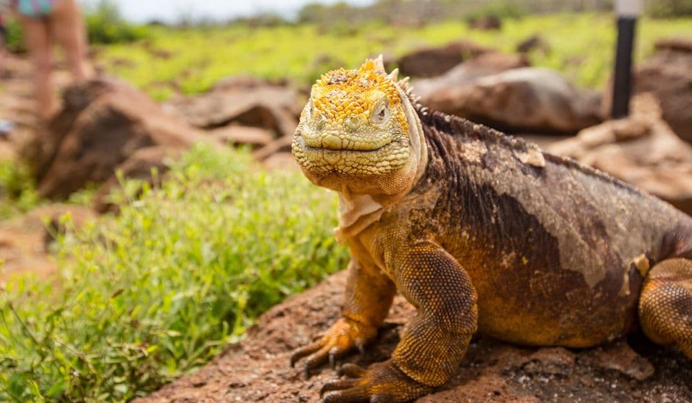 Galapagos Echse
