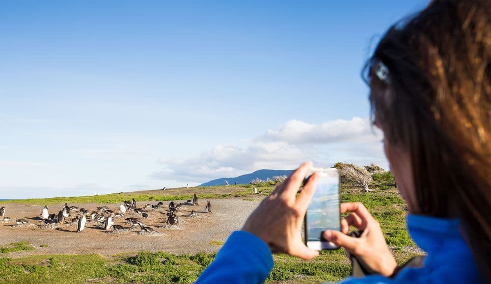 Magellan-Pinguine sichtet man am Besten von September bis April. Quelle: Viventura