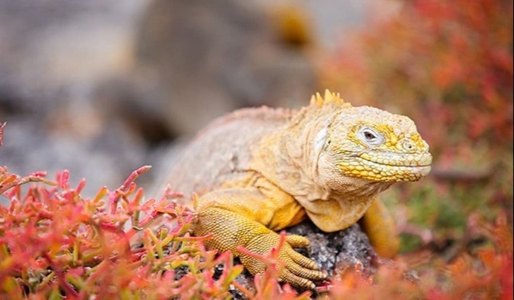 galapagos-6-1