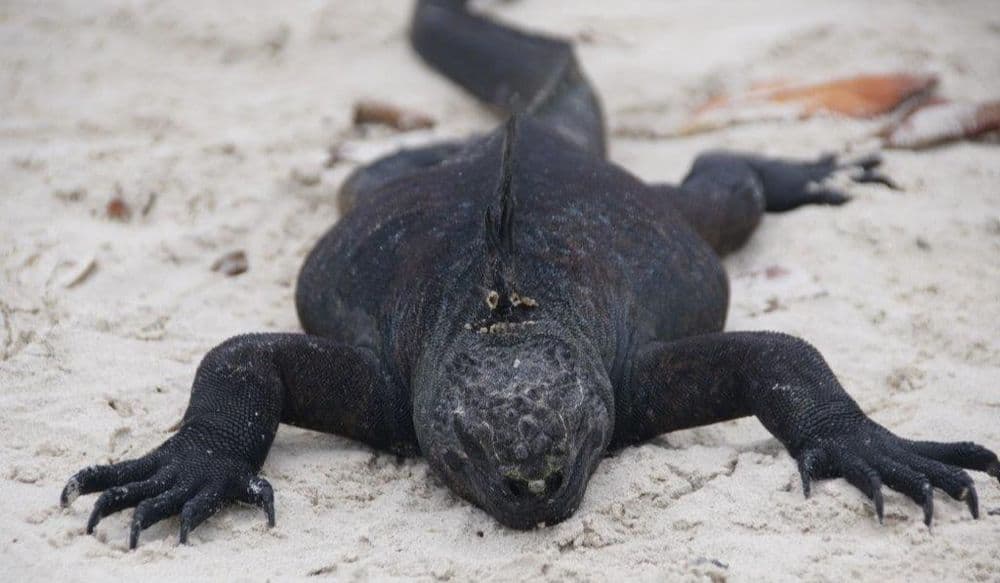 galapagos-echse
