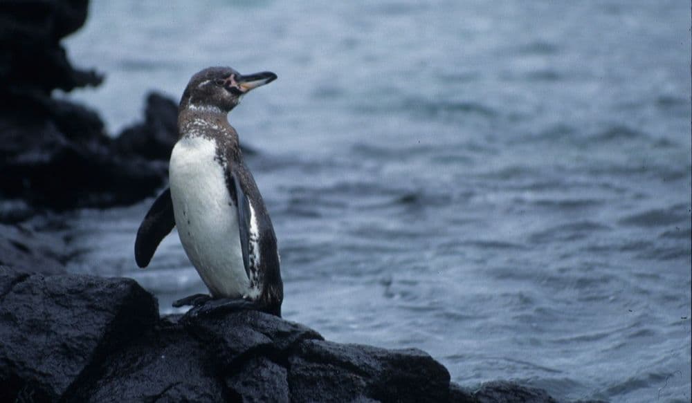 galapagospinguin
