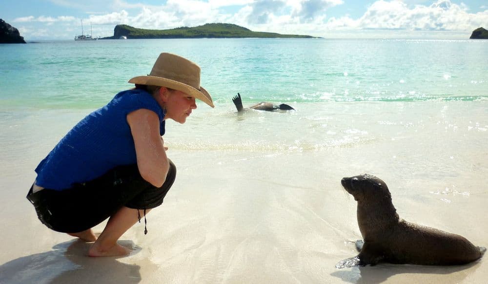 galapagos-seelöwe