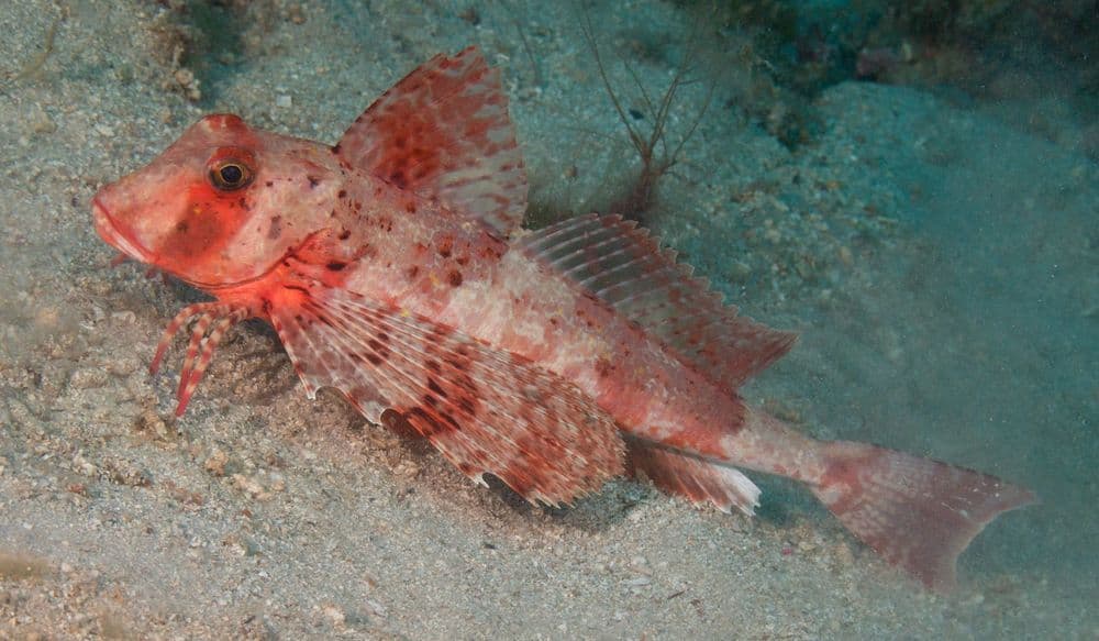 roter-knurrhahn