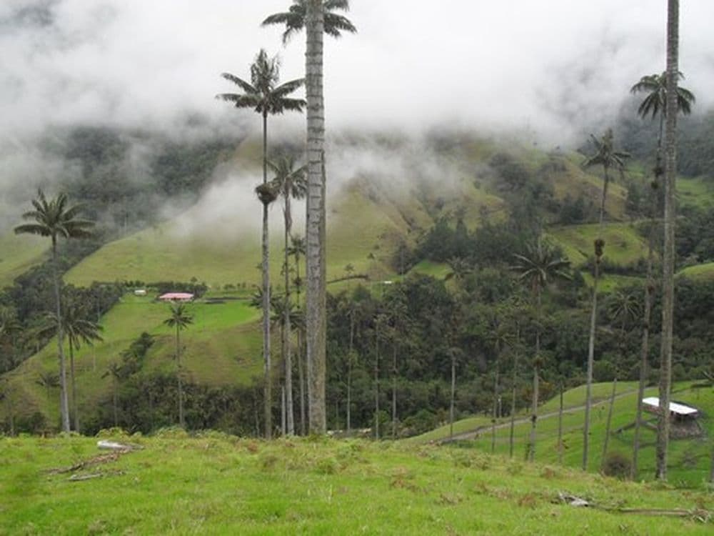 Bosque de palmas