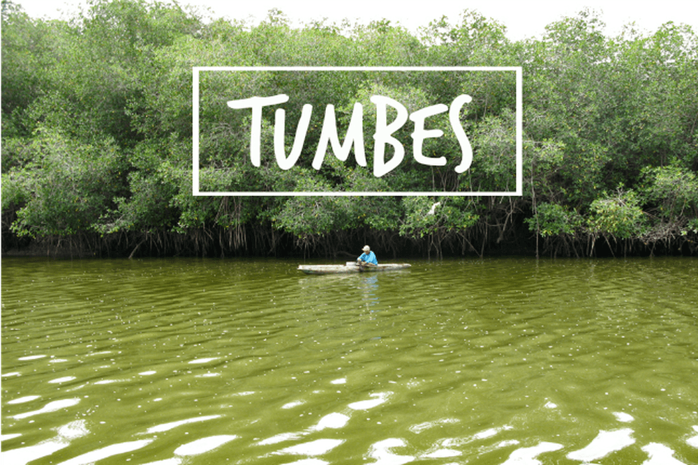Mangroven von Tumbes