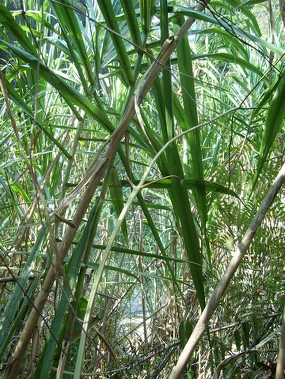 Urwald in den Yungas