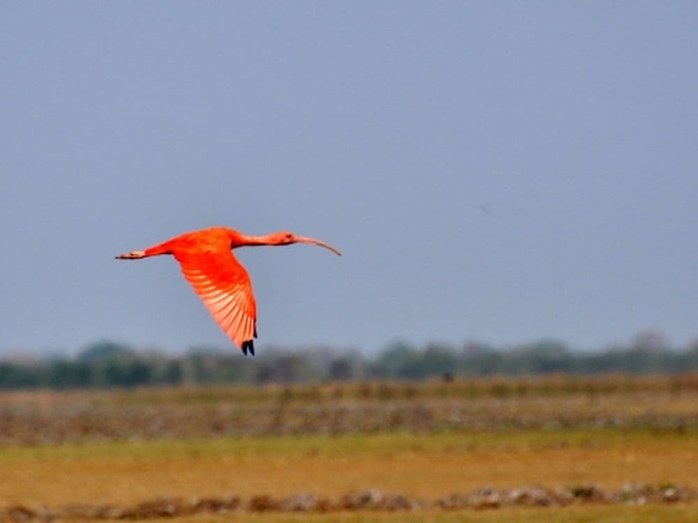 Llanos