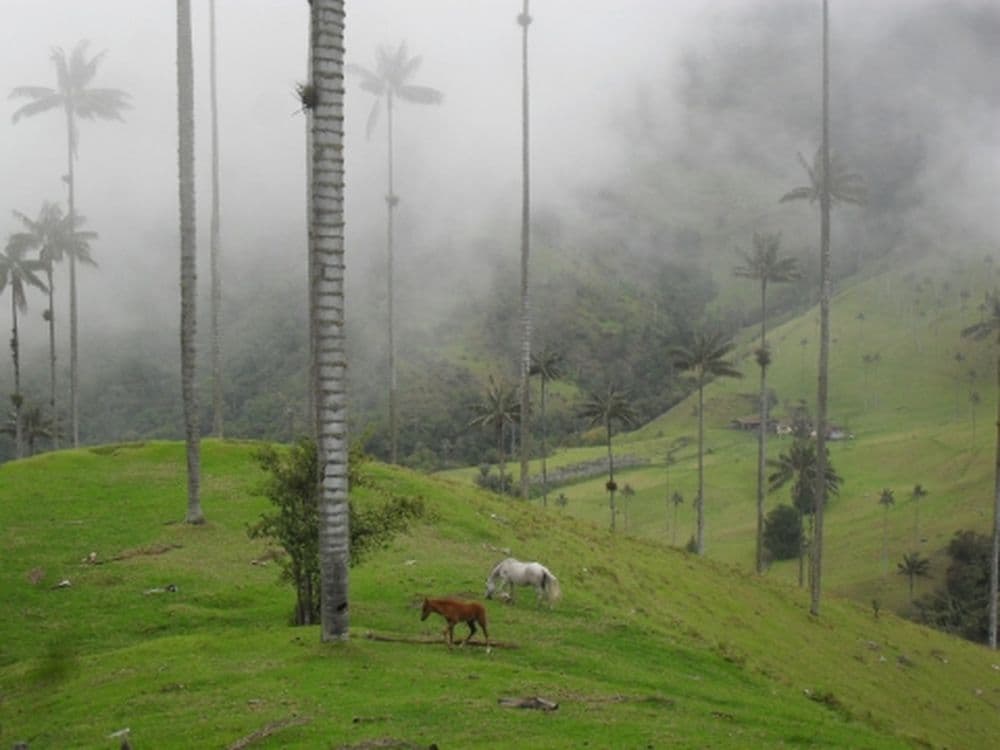 Valle del Cocora