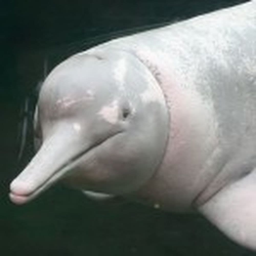 Delfin_2