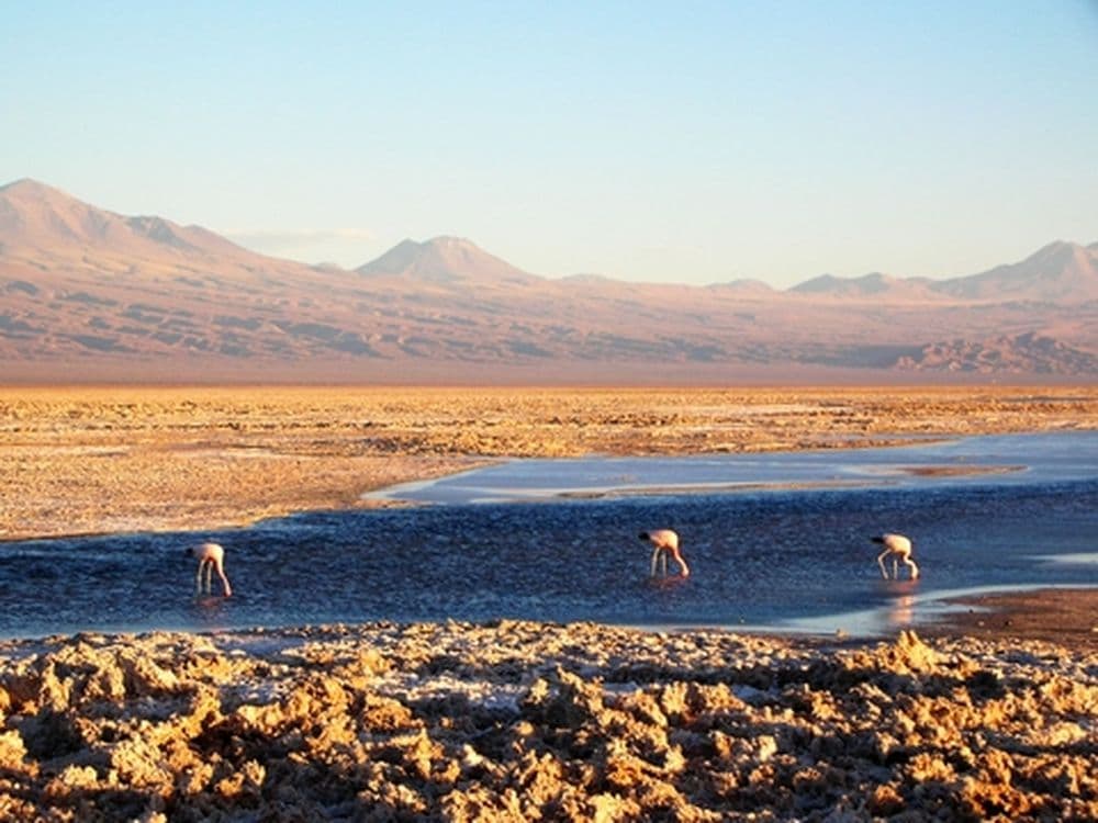 Salar