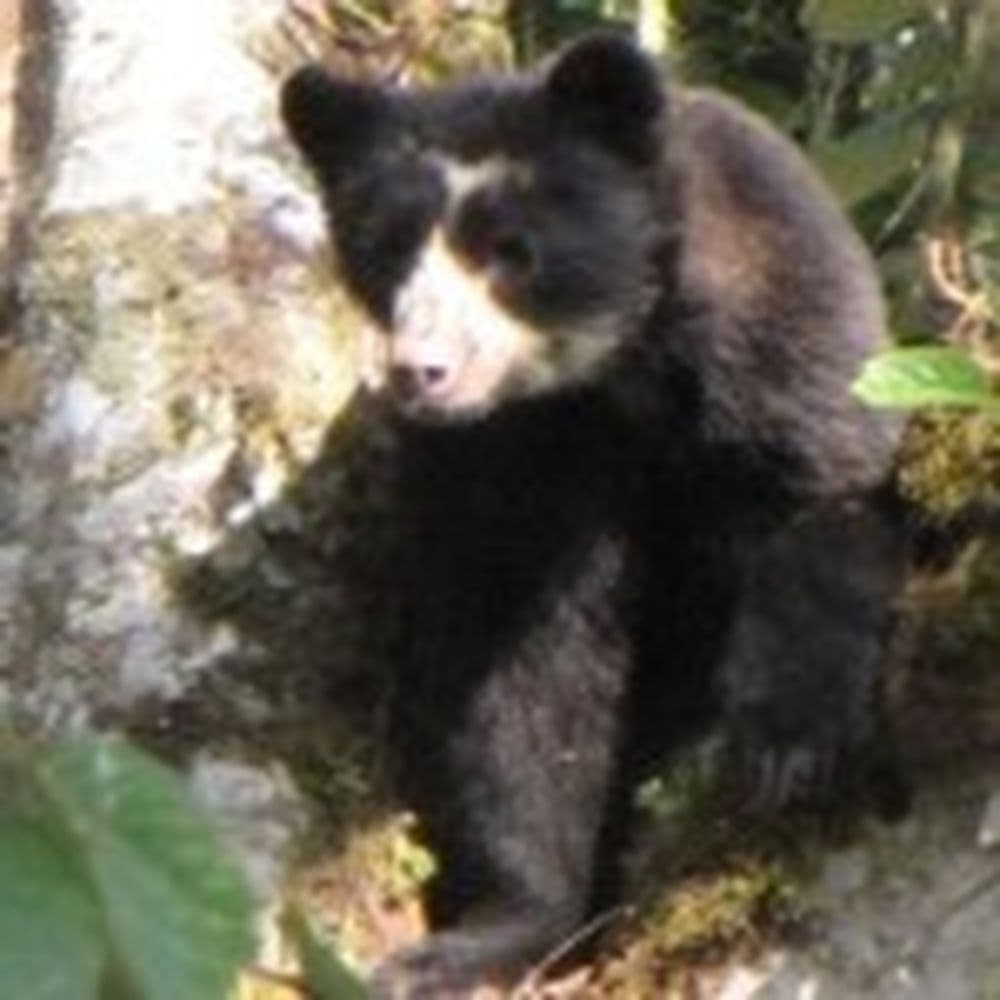 brillenbär