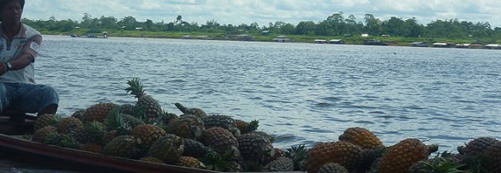 Ananastransport im Amazonas