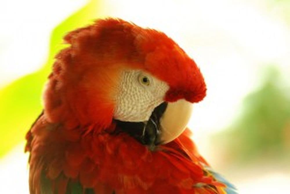 Ara