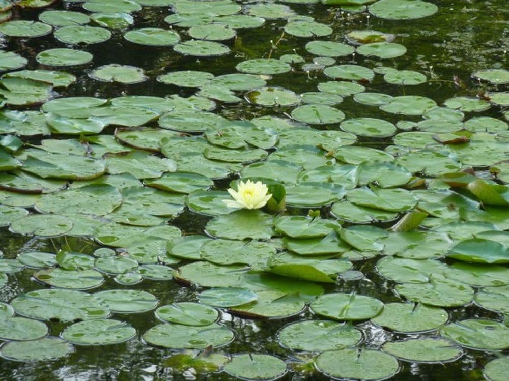 Botanischer Garten