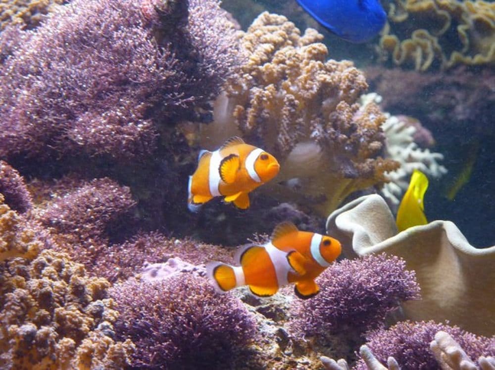 Nemo-Fische