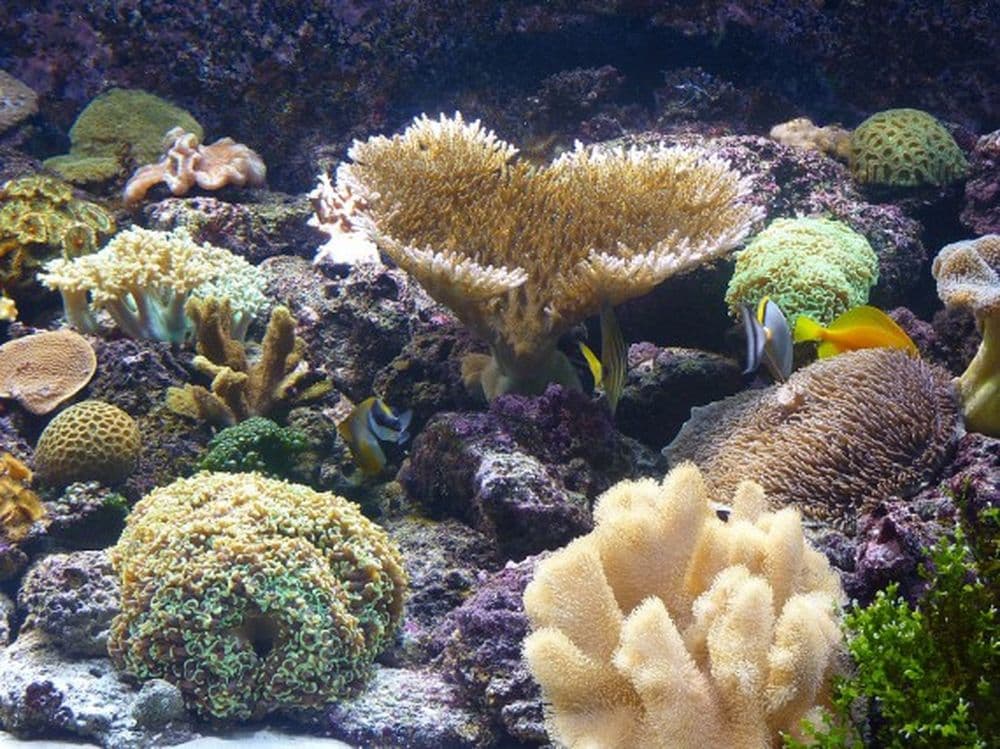Aquarium