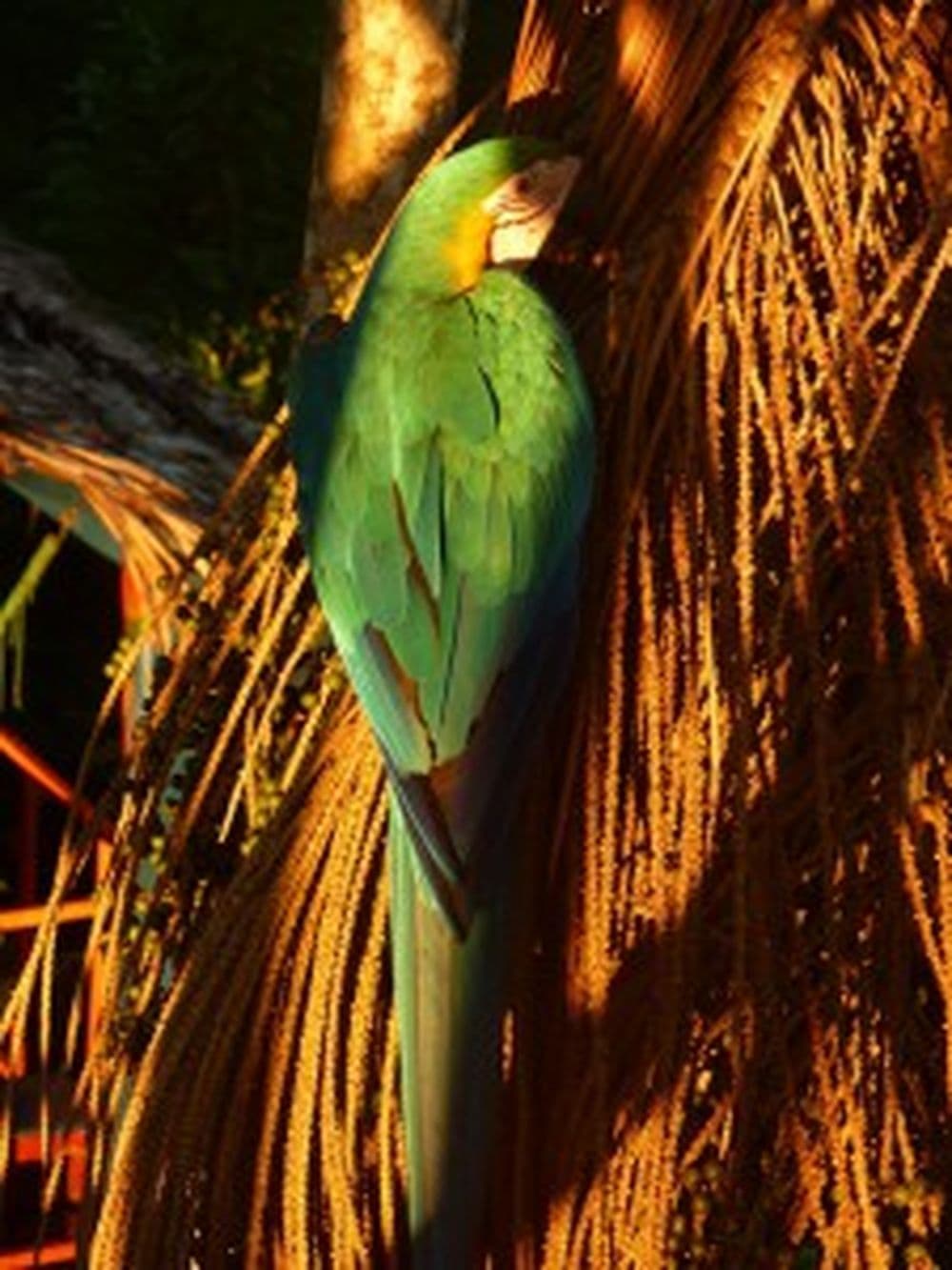 Papagei