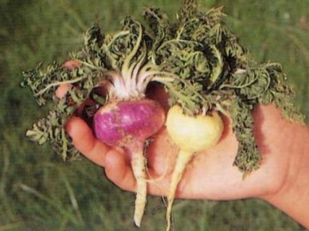 Maca