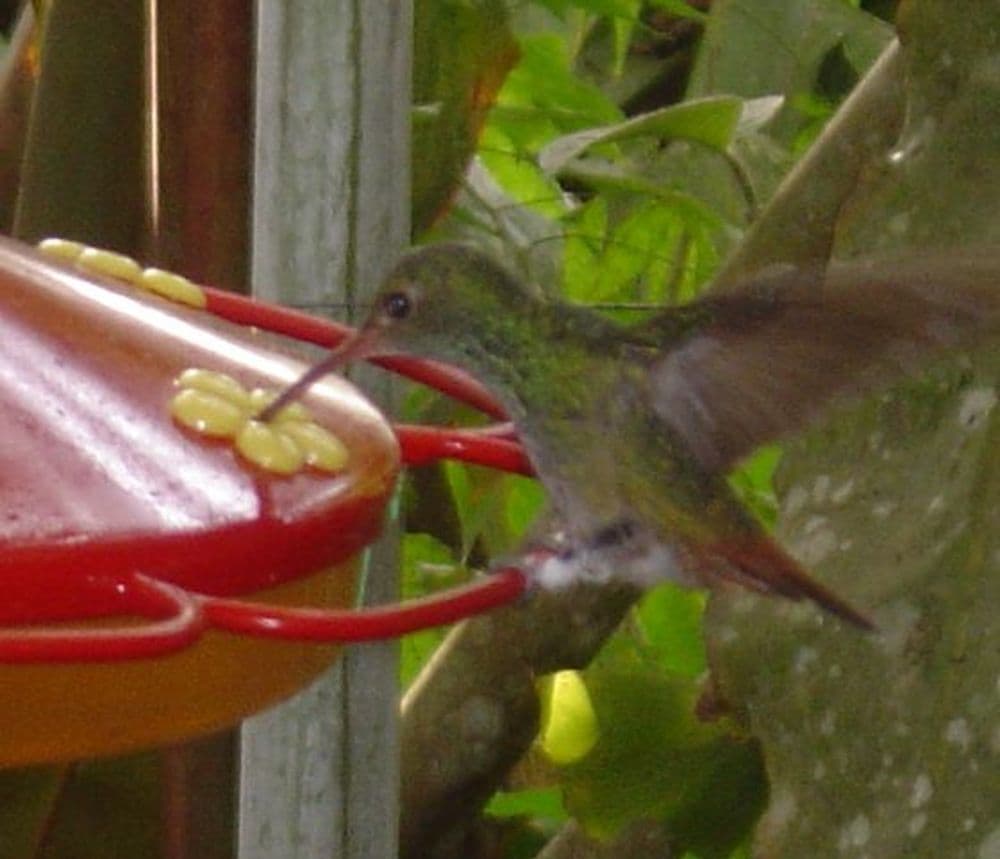 Kolibri 2