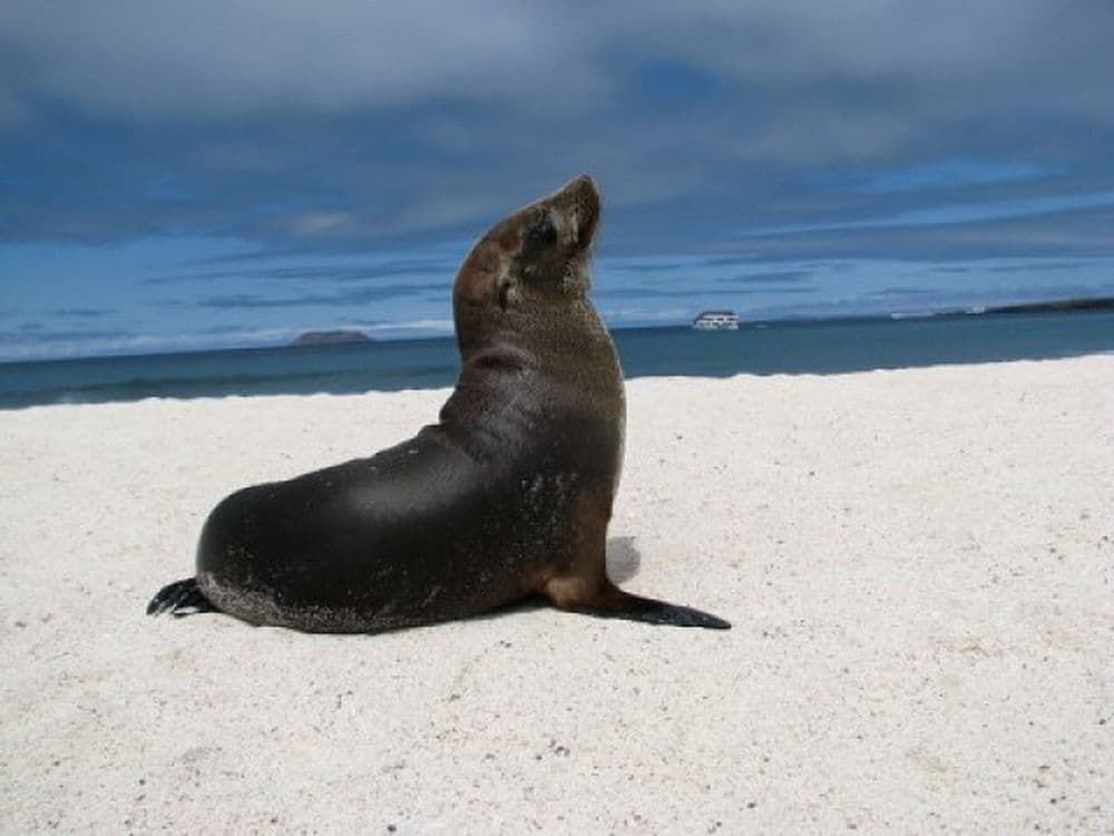 Farbvielfalt Südamerika: Galapagos