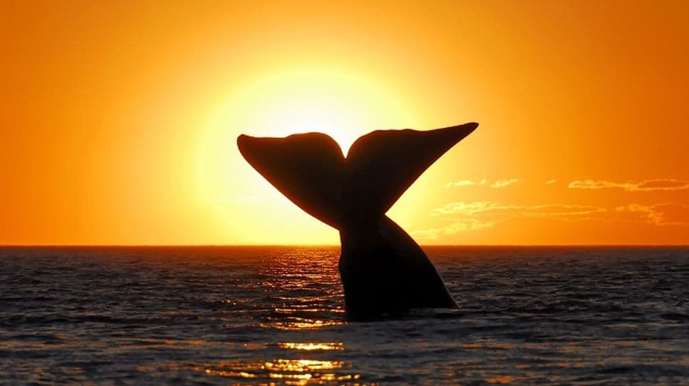 Farbvielfalt Südamerika: Sonnenuntergang Patagonien