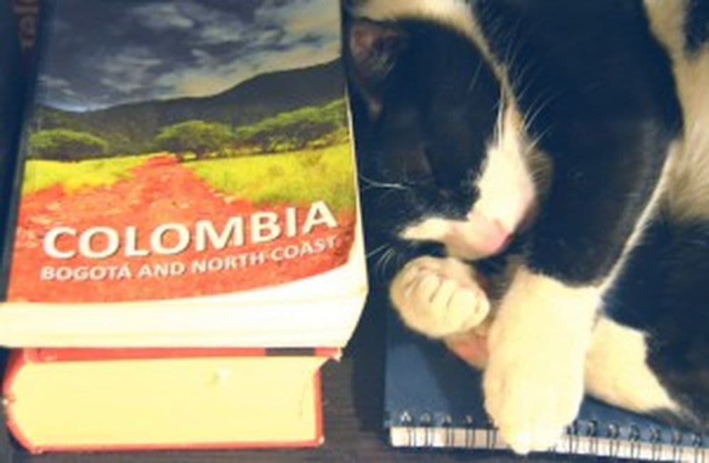 Cat tired