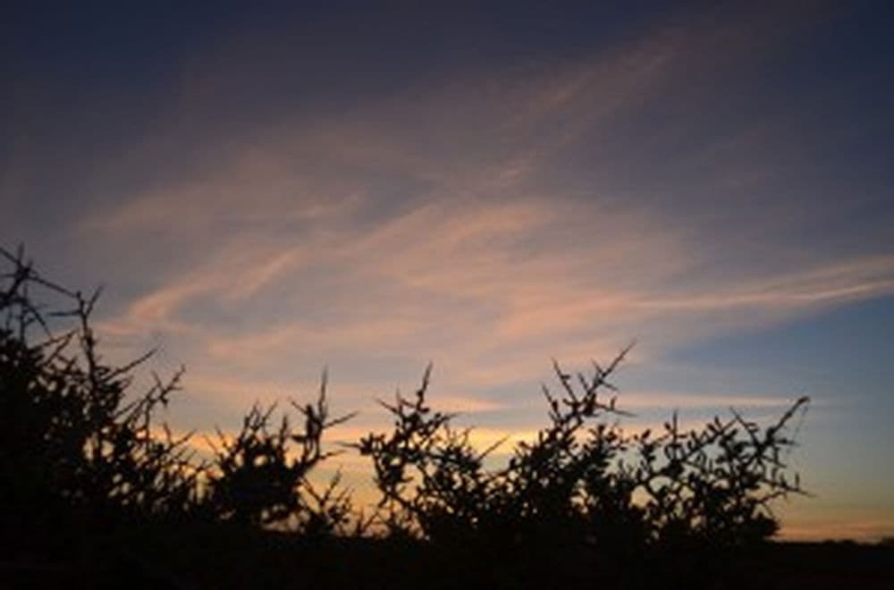 DSC_0521
