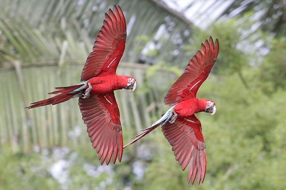 Manu Nationalpark Peru