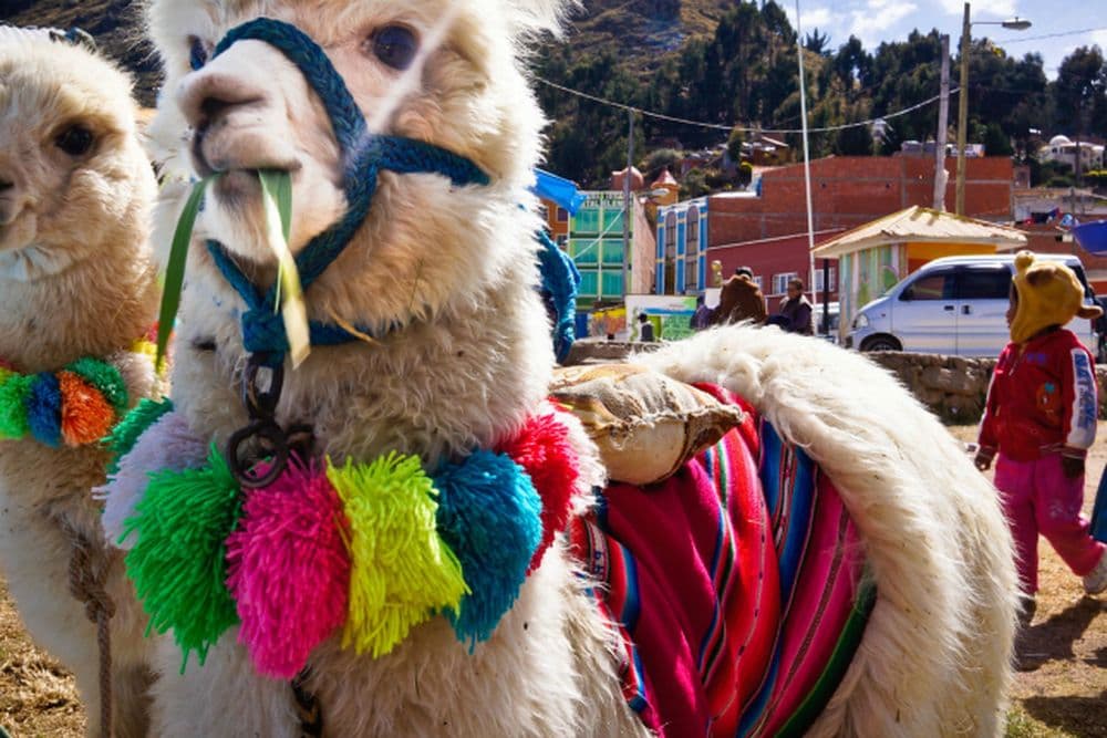 Weihnachten in Südamerika: In Ecuador geht's auf Lamas zur Messe