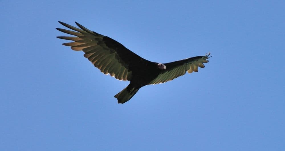 Diesen Kondor haben Viventura Reisende im Colca Canyon bei Arequipa entdeckt! 