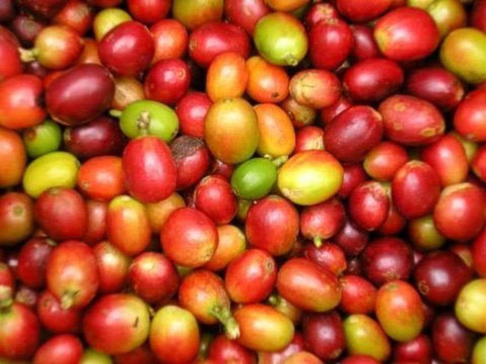 Kaffee_Manizales