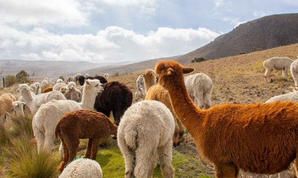 Wusstest du, dass 80% der Alpakas in Peru leben? Quelle: Viventura.