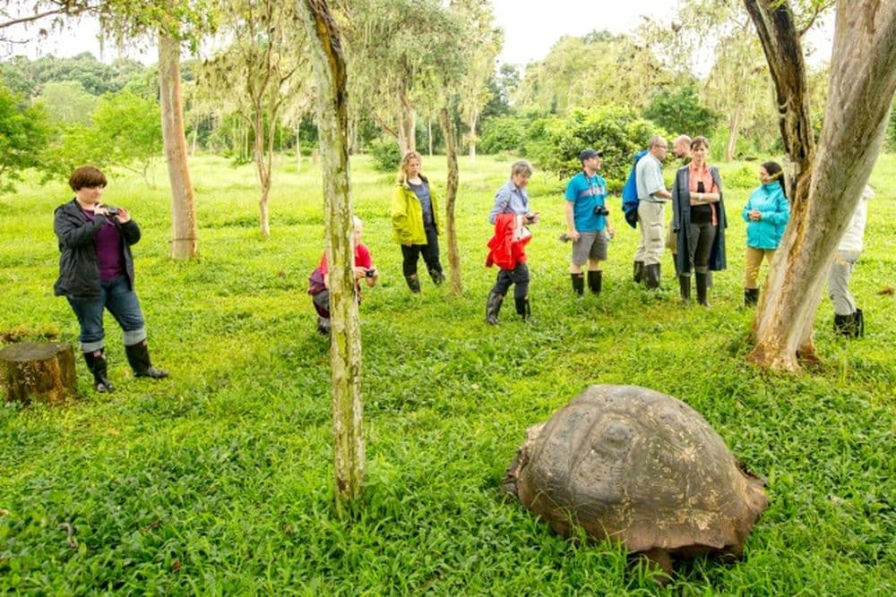 Kaum vorstellbar beim Anblick dieses ausgewachsenen Exemplares, doch als Babies sind Galapagosschildkröten beliebtes Schmugglergut.
