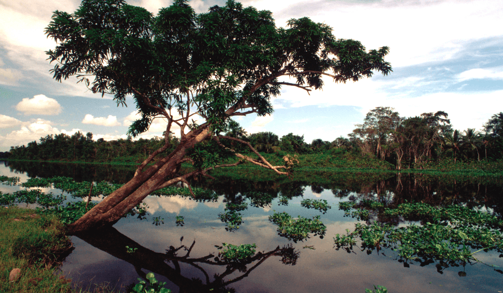 Orinoco-Delta