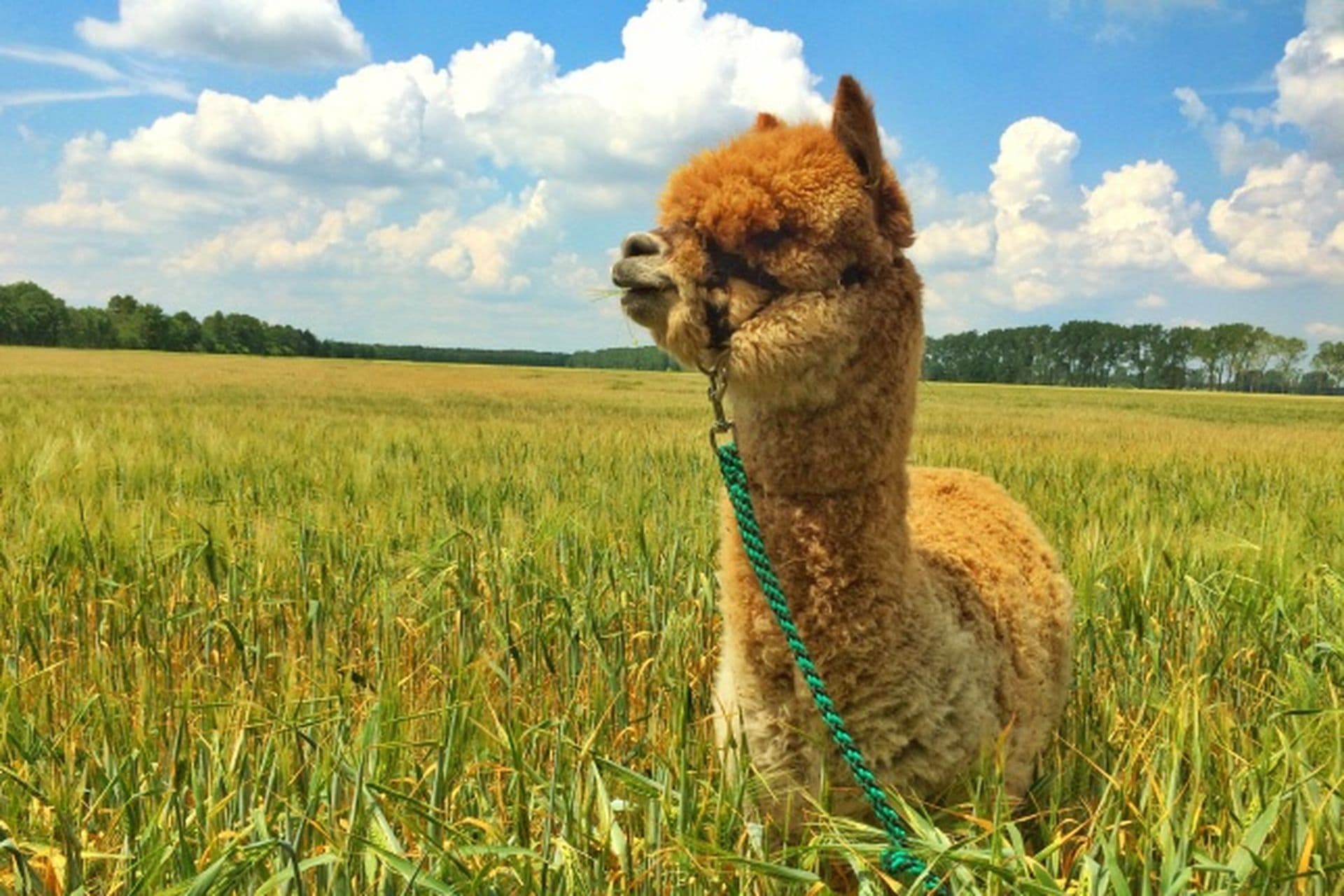 Alpakas in Deutschland: Die Alpakafarm Nieplitzhof