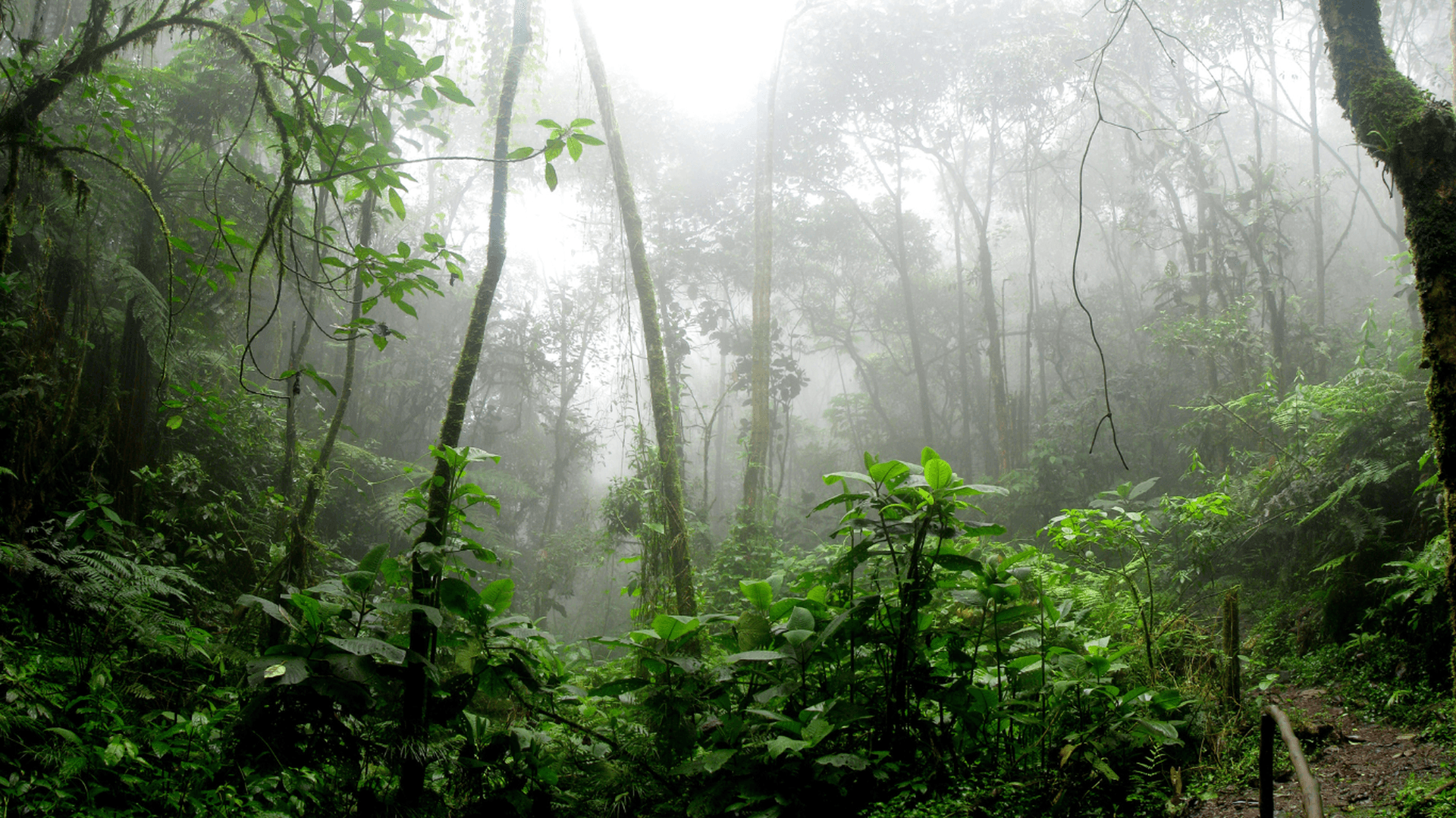 Die Yanomami im Amazonasgebiet