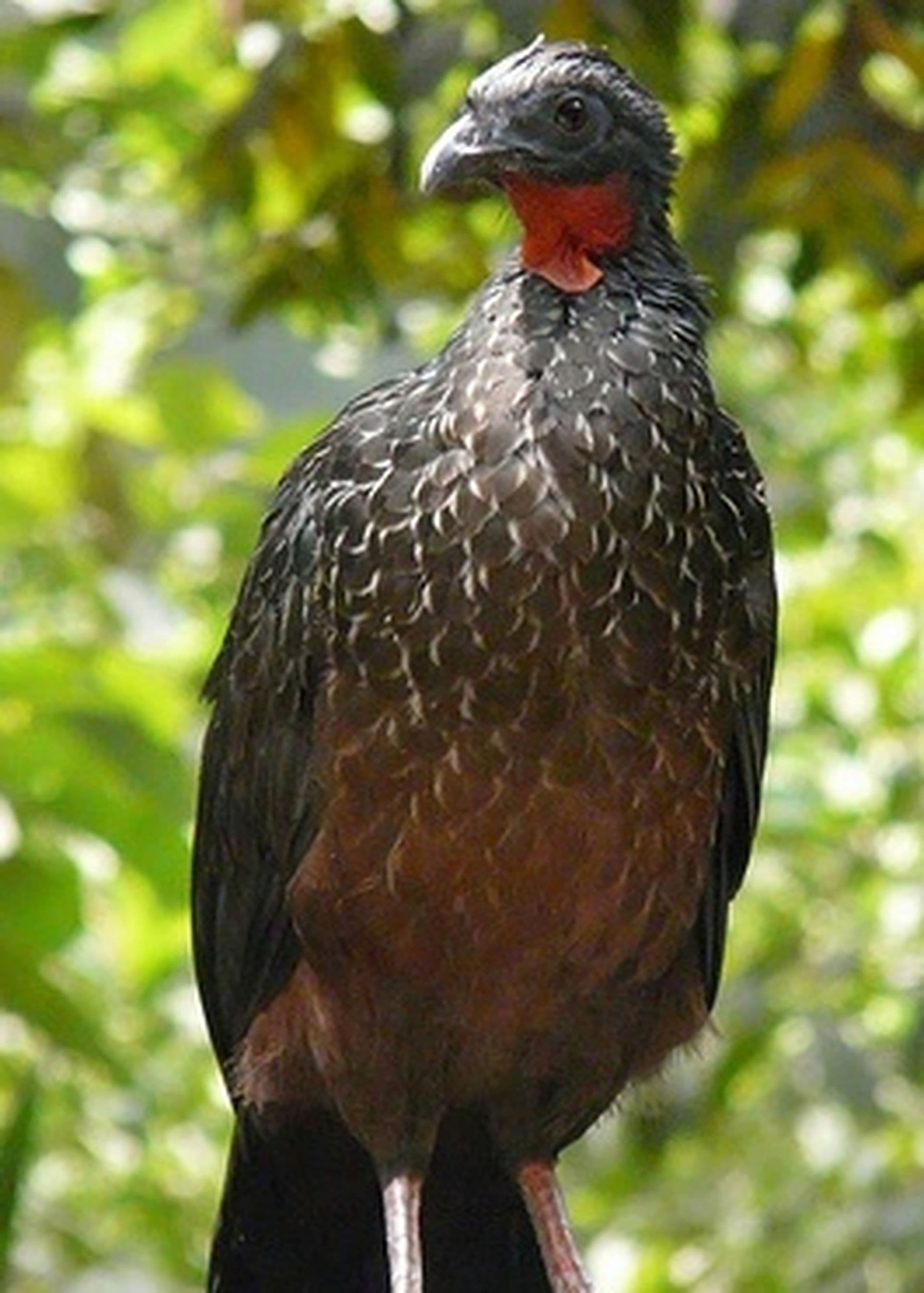7 Tiere aus Peru, die nur wenige kennen