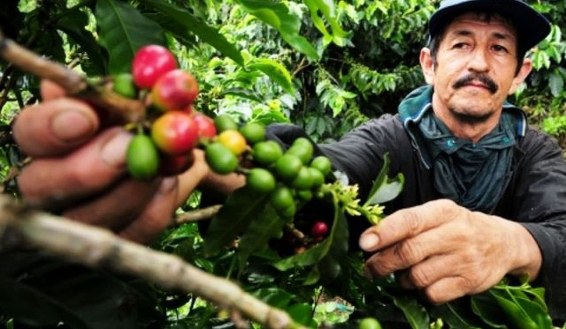 Der beste Kaffee der Welt- die Erfolgsgeschichte